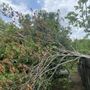 Photo of Kevin’s Tree Service