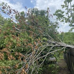 Kevin’s Tree Service - Before