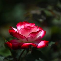 Pike Nurseries