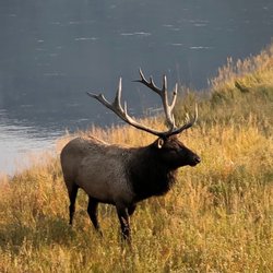 Elk of Yellowstone Park - Beautiful