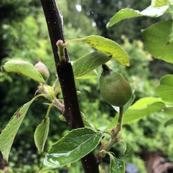 Central Valley Nursery - Apple trees with apples