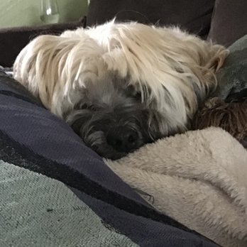 Naturally Healthy Pet - Nap time is my favorite time - Pet Services Near Me - Camas, Washington Naturally Healthy Pet - Nap time is my favorite time - Pet Services Near Me - Camas, Washington