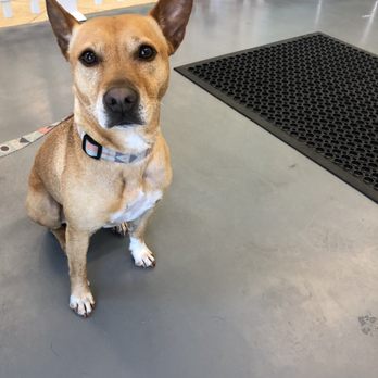 rottweiler training classes near me