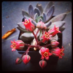 Southeast Succulents