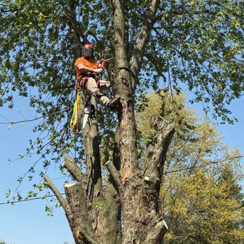Damber Tree & Yard Service - Tree Services Near Me - Otsego, Michigan Damber Tree & Yard Service - Tree Services Near Me - Otsego, Michigan