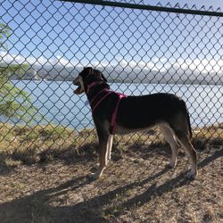 Ford Island Dog Park - Loving the view