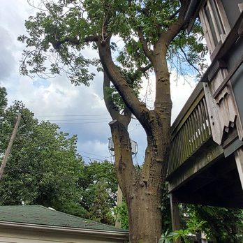 Chicago Tree Service Professionals - Before - Tree Services Near Me