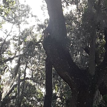Moss Park - Fox squirrel - Parks Near Me - Orlando, Florida