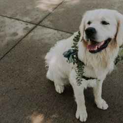 The Budding Florist - Dog wreath Photo by Hunter and Light