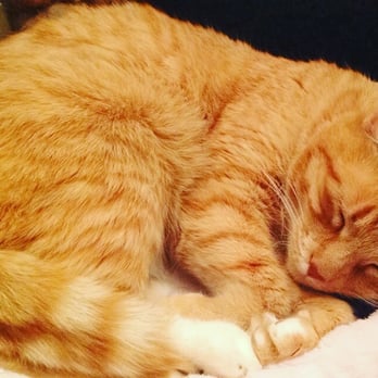 Dutchess County SPCA - Our baby Nala in her new home - Animal Shelters Near Me - Hyde Park, New York