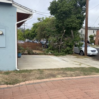 Yellow Tree Services - Before trimming with fallen branch - Tree Services Near Me