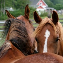 Cobber's Pet Pantry - Cobber's Pet Pantry located in Enumclaw, WA provides everything in the Bath & Brush Package for pets who need a bath to maint...