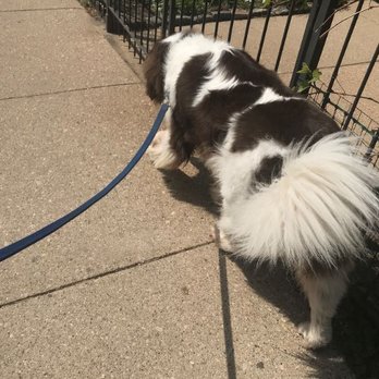 Wrigleyville Pet Care Services - Sample daily walk photo - Dog Walkers Near Me Wrigleyville Pet Care Services - Sample daily walk photo - Dog Walkers Near Me