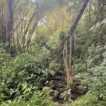 Akaka Falls State Park - Trail to falls - Parks Near Me - Honomu, Hawaii Akaka Falls State Park - Trail to falls - Parks Near Me - Honomu, Hawaii