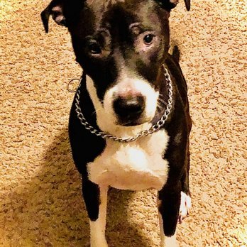 Potranco Veterinary Clinic - Lady Lola puppy. - Veterinarians Near Me - San Antonio, Texas Potranco Veterinary Clinic - Lady Lola puppy. - Veterinarians Near Me - San Antonio, Texas