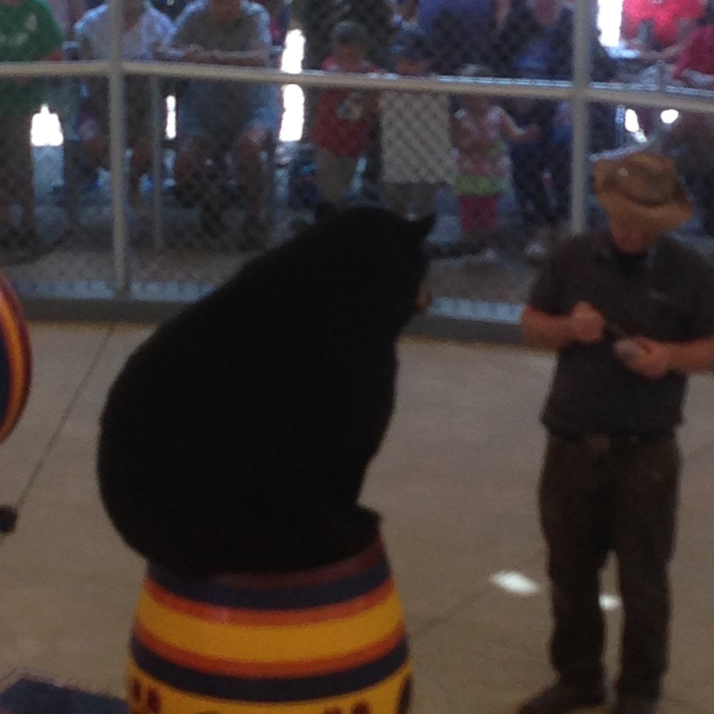 Clark's Trading Post - Bear Show - Amusement Parks Near Me - Lincoln, New Hampshire