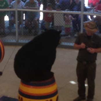 Clark's Trading Post - Bear Show - Amusement Parks Near Me - Lincoln, New Hampshire