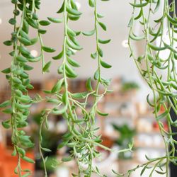 Moss Plant Shop - A natural curtain at Moss