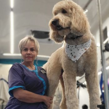 Vip Grooming And Sitting - Pet Groomers Near Me Vip Grooming And Sitting - Pet Groomers Near Me