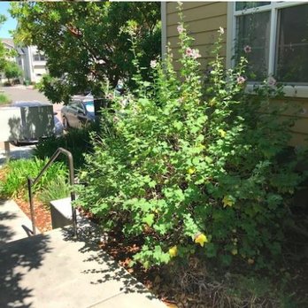 New image landscape service - This is what our property looks like after 6 years with New Image. Overgrown vegetation touching buildings cause pest issues. - Tree Services Near Me - Birmingham, Alabama New image landscape service - This is what our property looks like after 6 years with New Image. Overgrown vegetation touching buildings cause pest issues. - Tree Services Near Me - Birmingham, Alabama