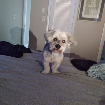 Atlantic Doggery - Barkley, feeling fabulous! - Pet Groomers Near Me - Pompano Beach, Florida
