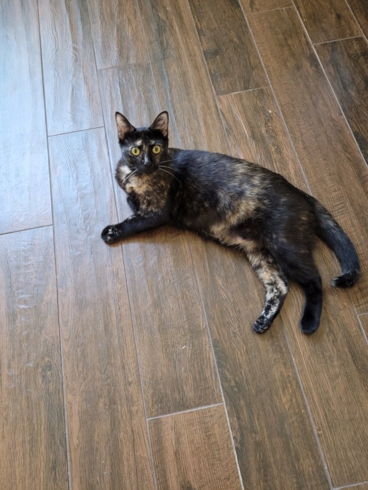 FOUR PAWS Pet Sitting Frisco, Texas Request Information Phone Number Yelp