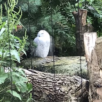 Tierpark Hellabrunn - Snow owl - Zoos Near Me - Munich, BY Tierpark Hellabrunn - Snow owl - Zoos Near Me - Munich, BY