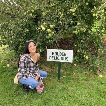 Blackman Homestead Farm - Golden Delicious - Farmers Market Near Me - Lockport, New York Blackman Homestead Farm - Golden Delicious - Farmers Market Near Me - Lockport, New York