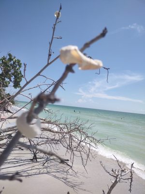 Delnor-Wiggins Pass State Park by null