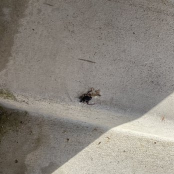 Walz Properties - Dead cockroaches at the entrance to the community - Property Management Near Me - San Diego, California Walz Properties - Dead cockroaches at the entrance to the community - Property Management Near Me - San Diego, California