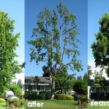Elite Tree Service - Liquid Ambar trim - Tree Services Near Me - Oakland, California