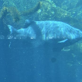 Monterey Bay Aquarium - Aquariums Near Me - Monterey, California Monterey Bay Aquarium - Aquariums Near Me - Monterey, California