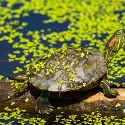 Schenley Park - Red eared sliders are too common in our parks. They are a very pretty turtle species.