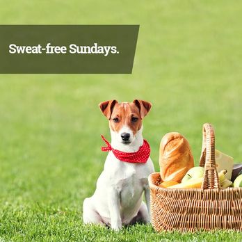 Lawn Love Lawn Care - a dog with a basket of food - Landscaping Near Me Lawn Love Lawn Care - a dog with a basket of food - Landscaping Near Me