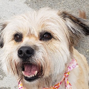 Sit Happens - All smiles - Pet Groomers Near Me Sit Happens - All smiles - Pet Groomers Near Me