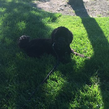 Ruff Translation Dog Training - Luki taking a break during his walk. Staying calm as people walk by. - Pet Training Near Me