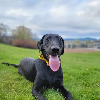 Modified K9 - Pet Training Near Me Modified K9 - Pet Training Near Me