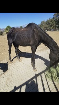 Photo of The Secret Garden At Parrish Ranch - Oak Glen, CA, US. Feed your horses, they are dying!! Shameful owners of this property !