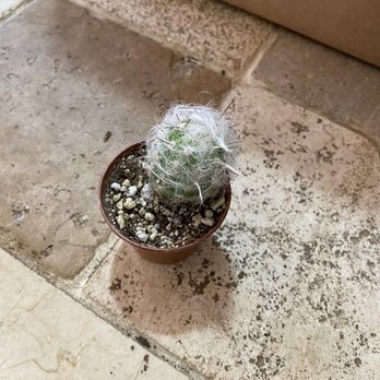 B Willow - Nurseries & Gardening Near Me - Baltimore, Maryland
