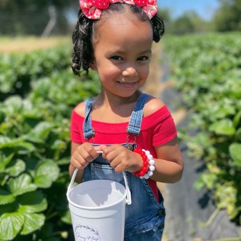 Granny Mays Strawberry Farm - Strawberry Picking - Pick Your Own Farms Near Me - Granite Bay, California Granny Mays Strawberry Farm - Strawberry Picking - Pick Your Own Farms Near Me - Granite Bay, California