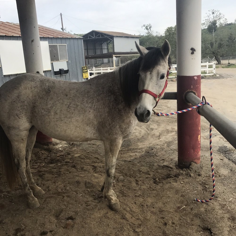 this little guy does 5 year old lessons this little guy does 5 year old lessons