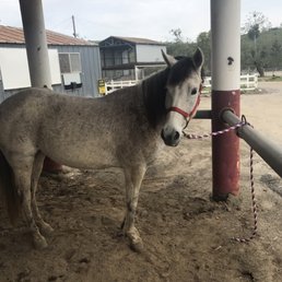 this little guy does 5 year old lessons