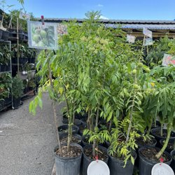 Crystalsellsplants - Location : (Beach Boulevard Flea Market) 11041 Beach Blvd, Jacksonville, FL 32246.  At Aisle D27