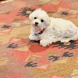 Caring Pathways - Northern Colorado - Dog