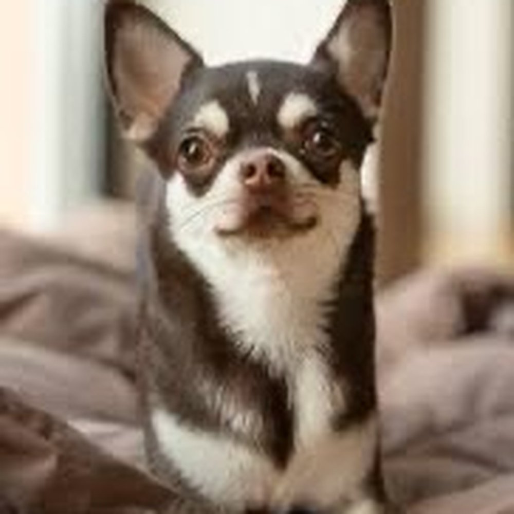 American Pets Crematory - Pet Cremation Services Near Me - Opa Locka, Florida American Pets Crematory - Pet Cremation Services Near Me - Opa Locka, Florida