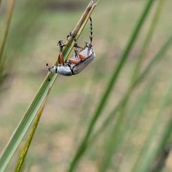 Piedras Encimadas Valley - un insecto