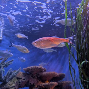 Sea Life - Aquariums Near Me - Orlando, Florida Sea Life - Aquariums Near Me - Orlando, Florida