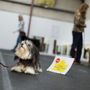 Photo of Alaska Dog Sports