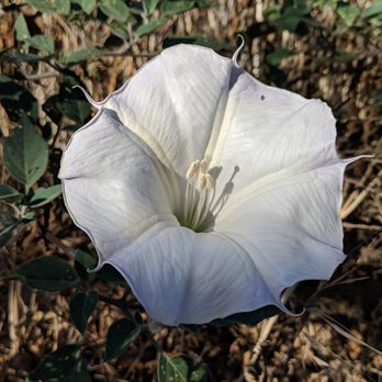 San Marcos Foothills Preserve - The beautiful "devil's trumpet" flower of Jimson Weed. - Hiking Near Me - Goleta, California San Marcos Foothills Preserve - The beautiful "devil's trumpet" flower of Jimson Weed. - Hiking Near Me - Goleta, California
