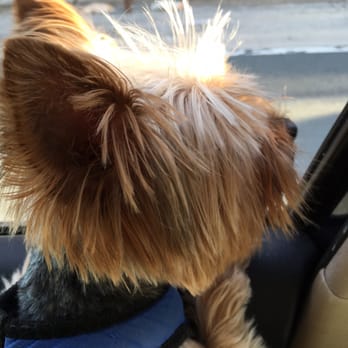 PetSmart Grooming - My dog looks like a Rabit now ! Fancy haircut !So cute (again iPhone makes head look bigger since it's closer to the lens) - Pet Groomers Near Me - Etobicoke, Ontario PetSmart Grooming - My dog looks like a Rabit now ! Fancy haircut !So cute (again iPhone makes head look bigger since it's closer to the lens) - Pet Groomers Near Me - Etobicoke, Ontario